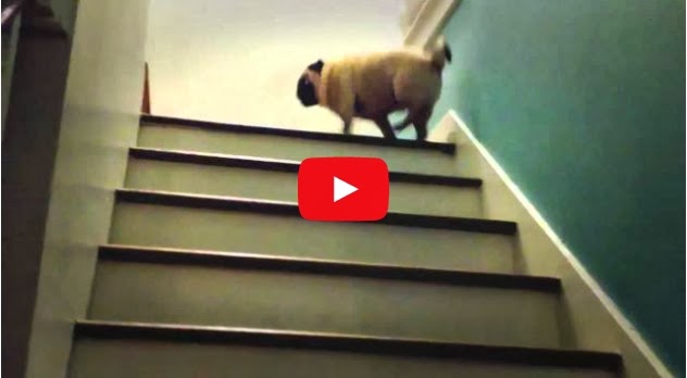pug going up stairs pug going up stairs must pug going up stairs pug going up stairs must