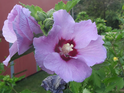 Die Hibiskus-Geschichte