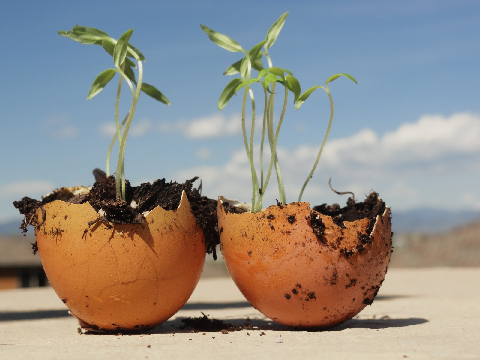 Elisa...Creating Memories Baby tomato plants in egg shells