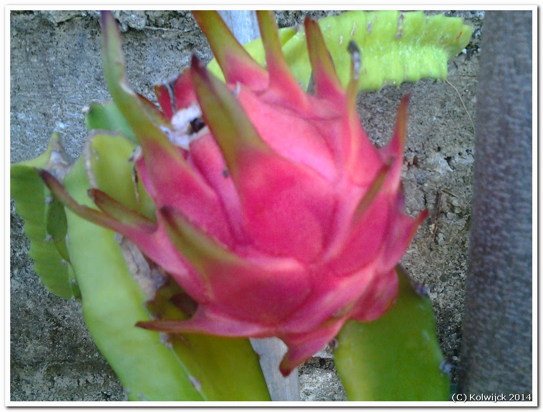name of fruit and vegetables in english Dragon Fruit Philippines | 1065 x 809