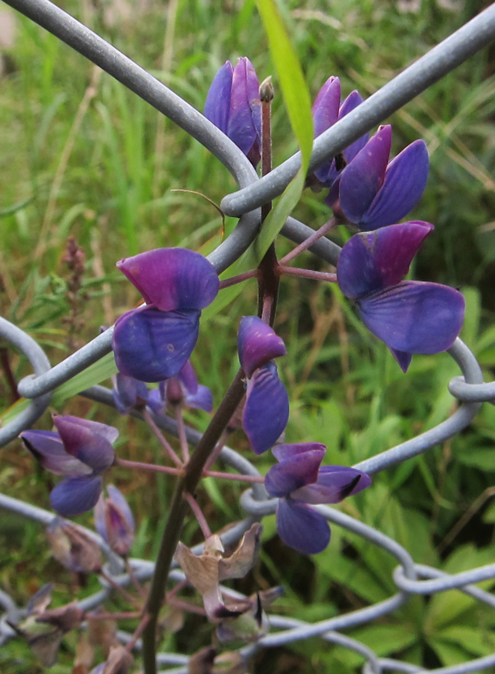 German National Flower