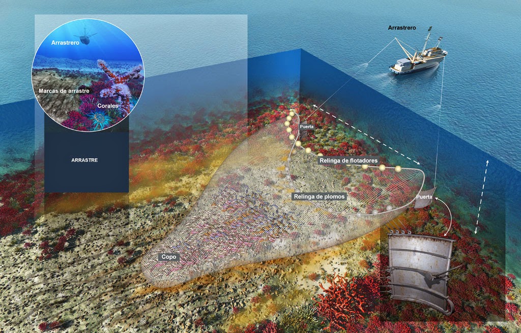 mi diario blog profesional medioambiental El impacto devastador de la