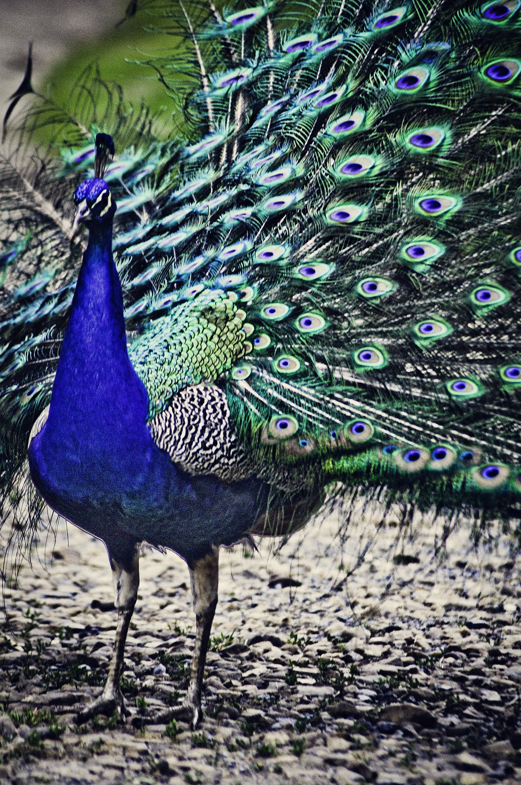 wysim free range peacocks, beautiful sunsets, etc.