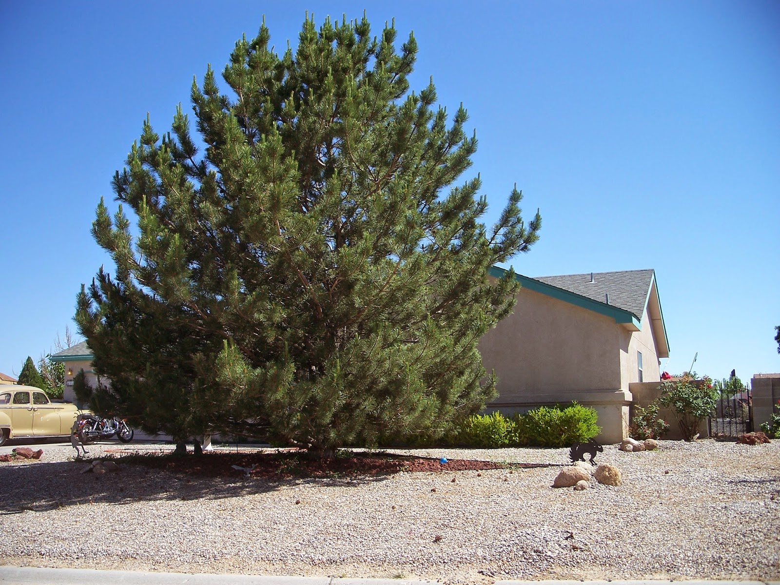 What are some of our most popular trees that homeowners in New Mexico