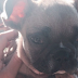 lady gaga presenta koji, il suo nuovo cucciolo