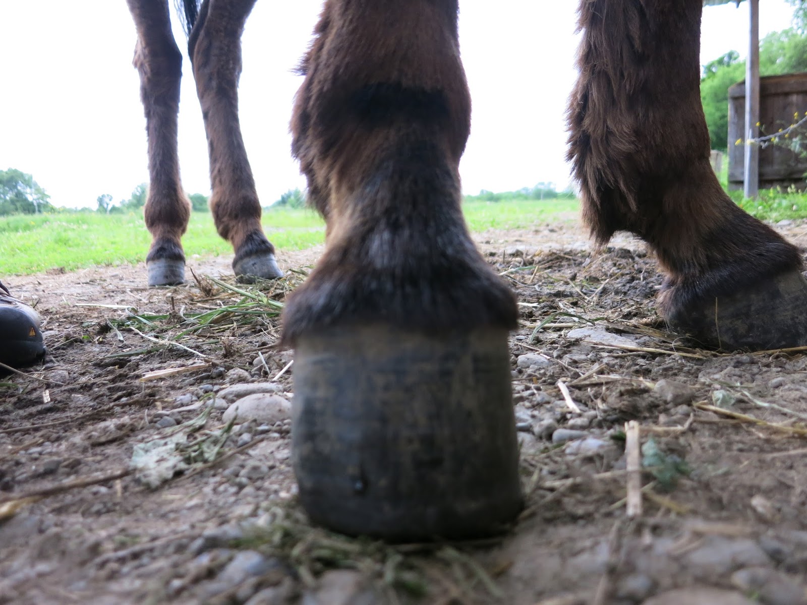 The Dancing Donkey Hoof Clinic Ramsey Triumphs