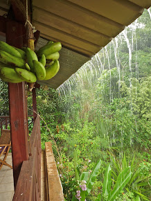 Les pluies tropicales…