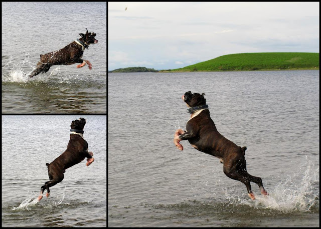 boxer dog jumping