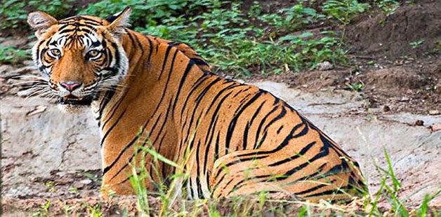 Rail Route Through Melghat Tiger Reserve Set to Get Busier, Faster – The  Wire Science