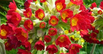Shade Garden Flowers | Fantastic Materials