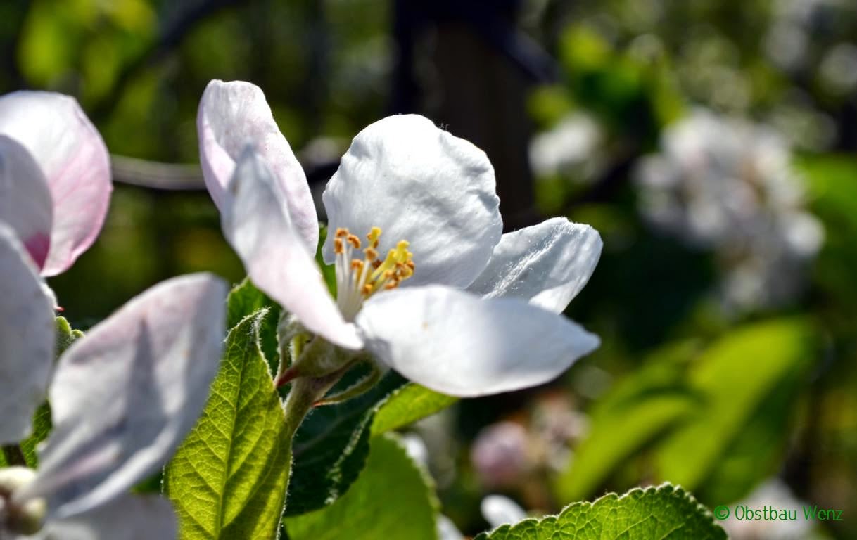 Apfelblüte