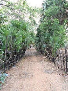 A road we bike on through the jungle