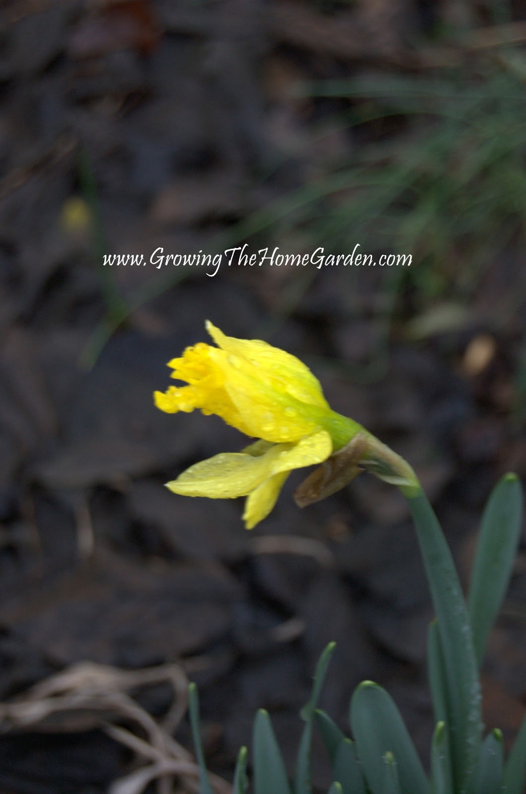 The First Daffodil of 2013 Growing The Home Garden