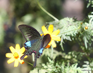 common peacock