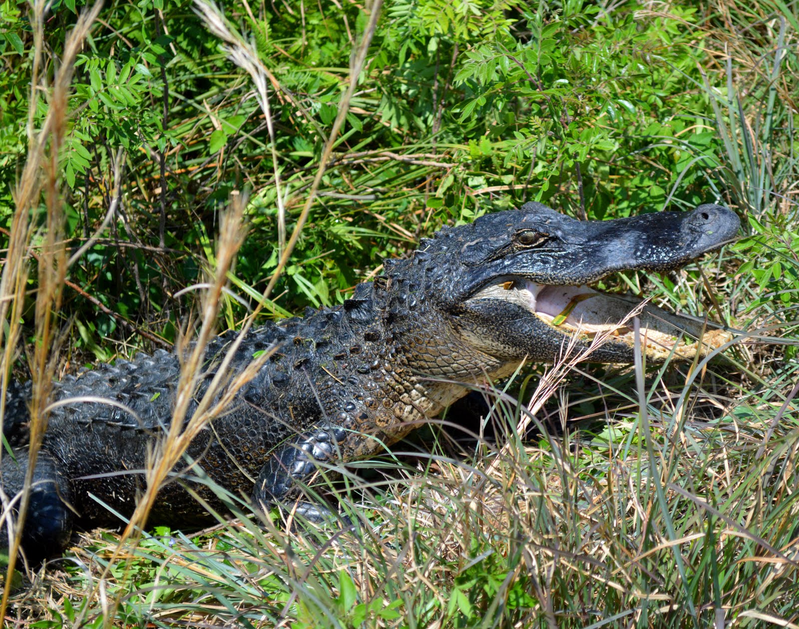 Are there alligators in South Carolina?