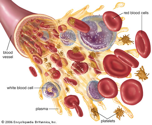 what substances are dissolved in human blood plasma