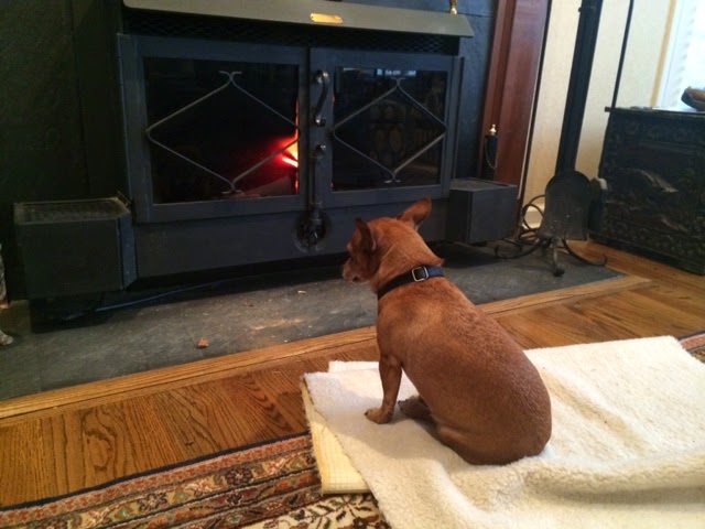 Taco Belle Times Tails Of A Baby Boomer Veterinarian