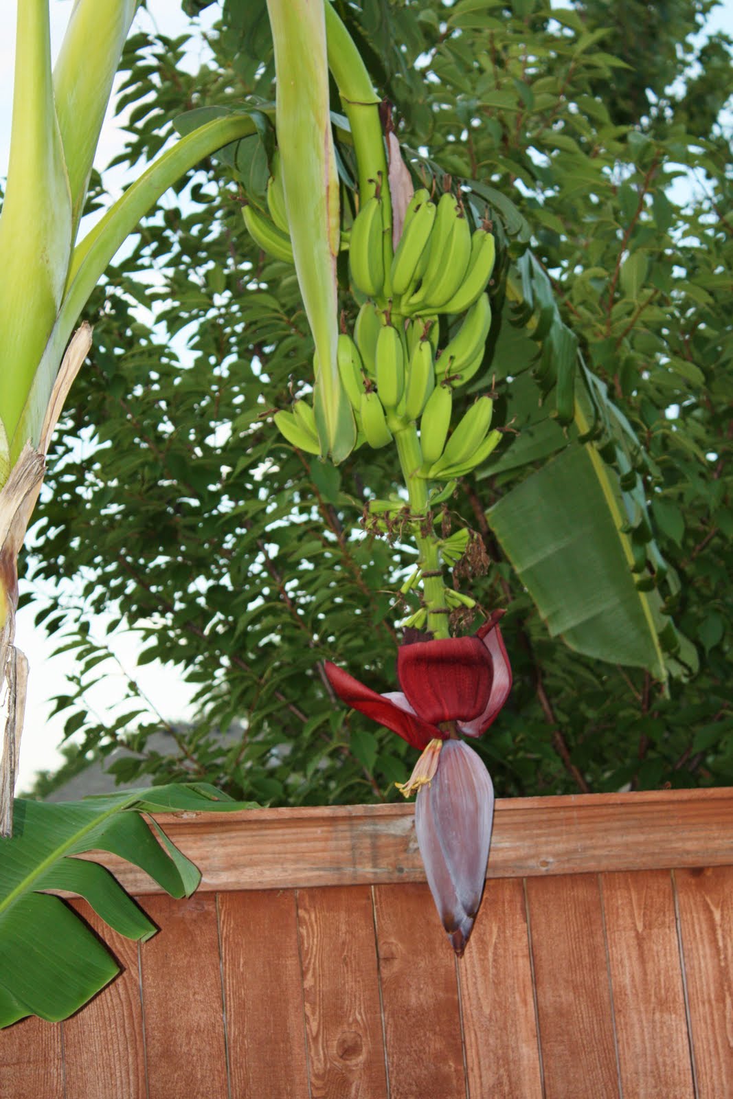 Spring Planting: Banana Trees - Sand and Sisal