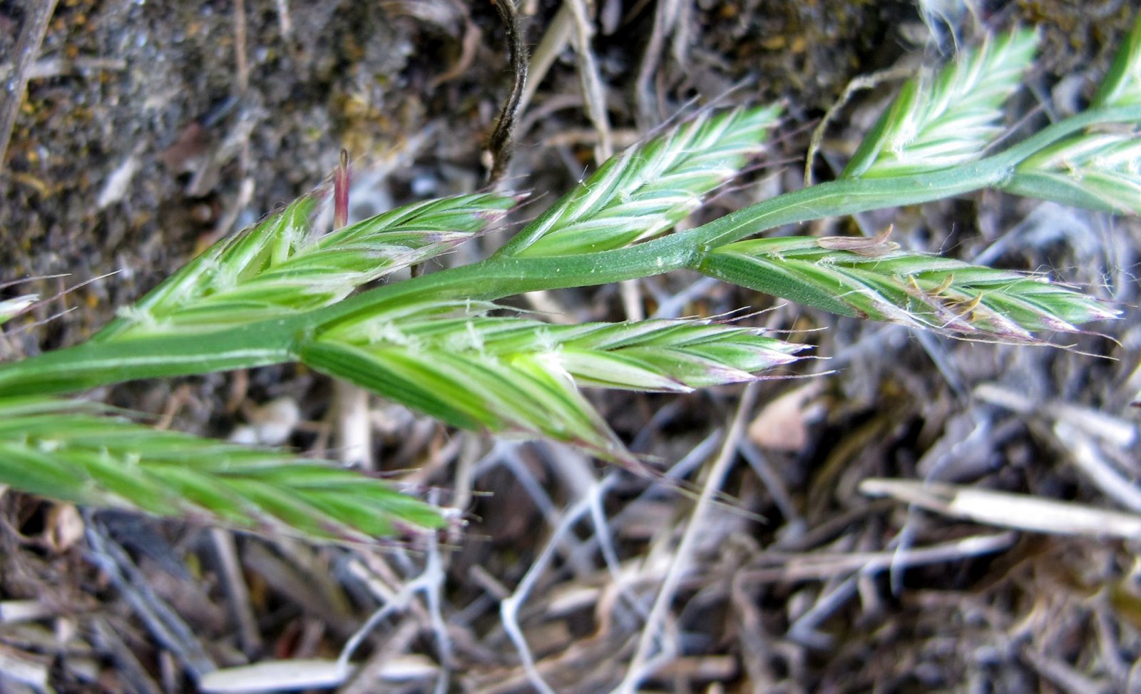 FLORA NEL SALENTO e.. anche altrove Lolium multiflorum Lam. Poaceae