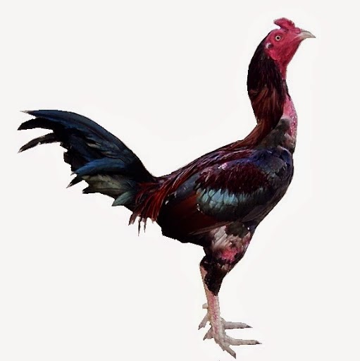 Ayam Bangkok Aduan Terbaik Didunia Ayam-Lihat Gambar | Ayam Juara
