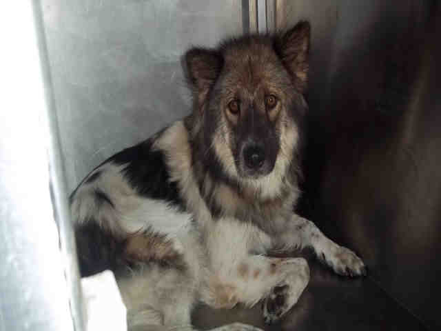 Hearts to the Rescue: A Panda Shepherd at the Garland shelter needs out