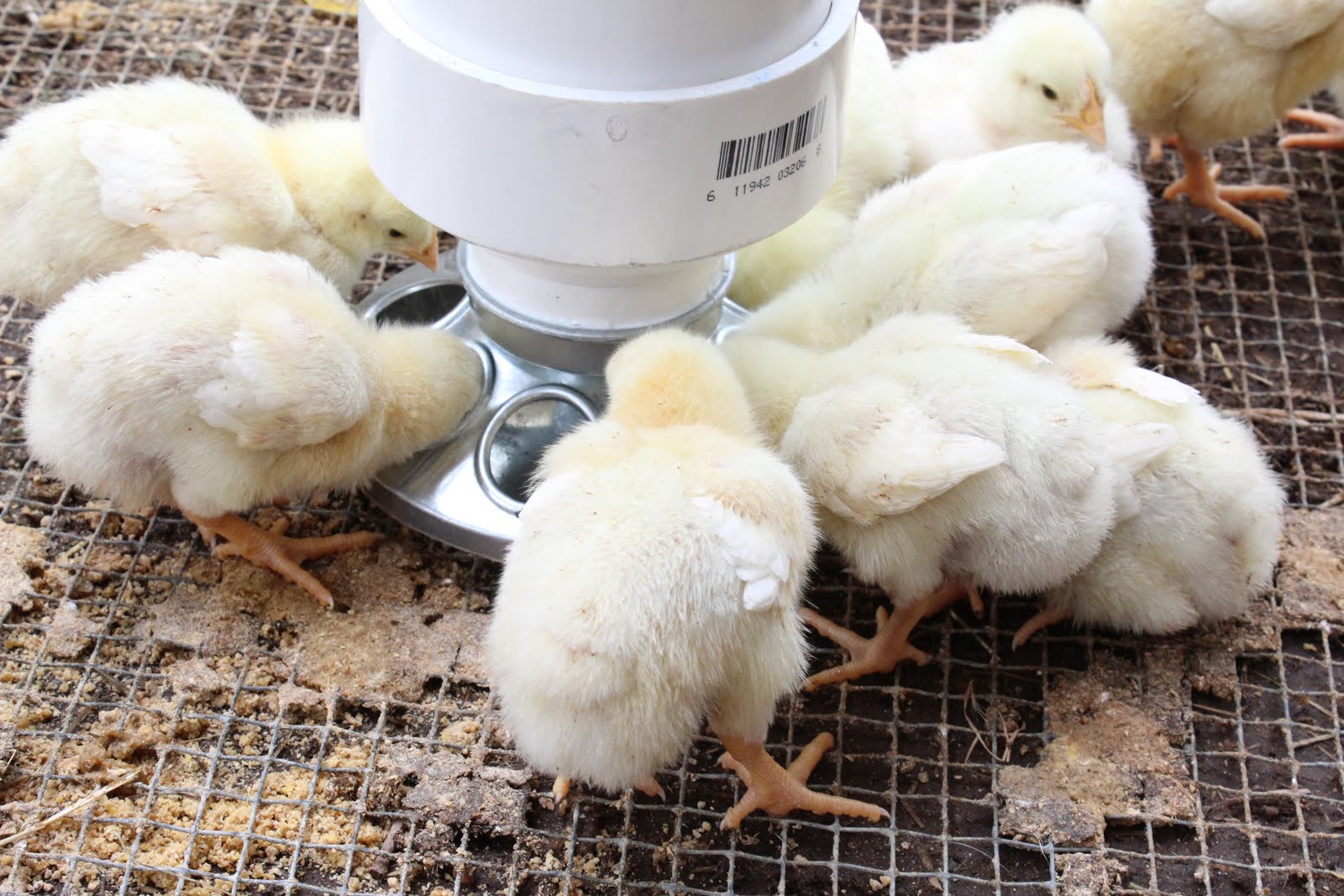 Homestead Roots Baby Chick Feeder DIY Super Easy Works Great!