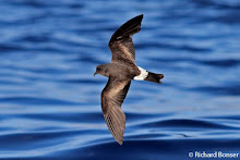 JOIN US ON THE 2024 AZORES BIRDER'S PELAGIC