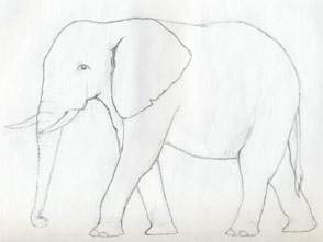 Come Disegnare Un Elefante