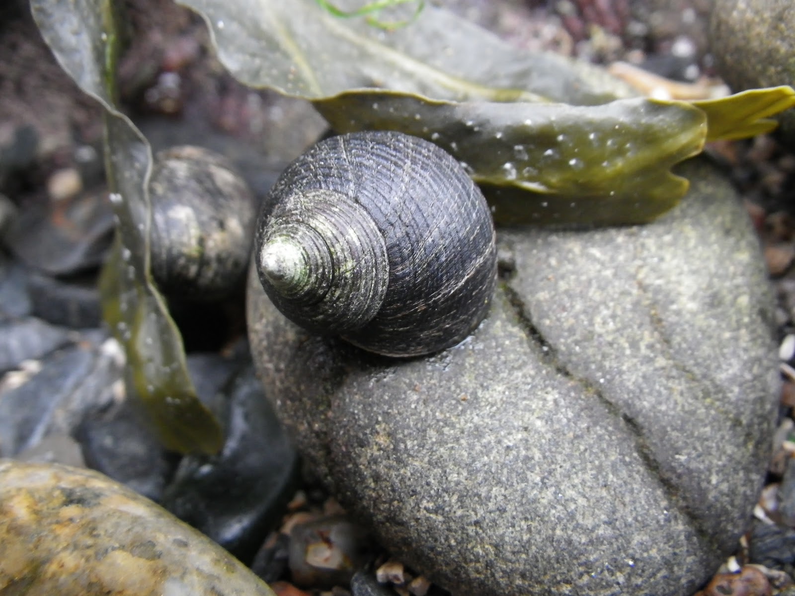 Edible Periwinkle ( Littorina littorea )