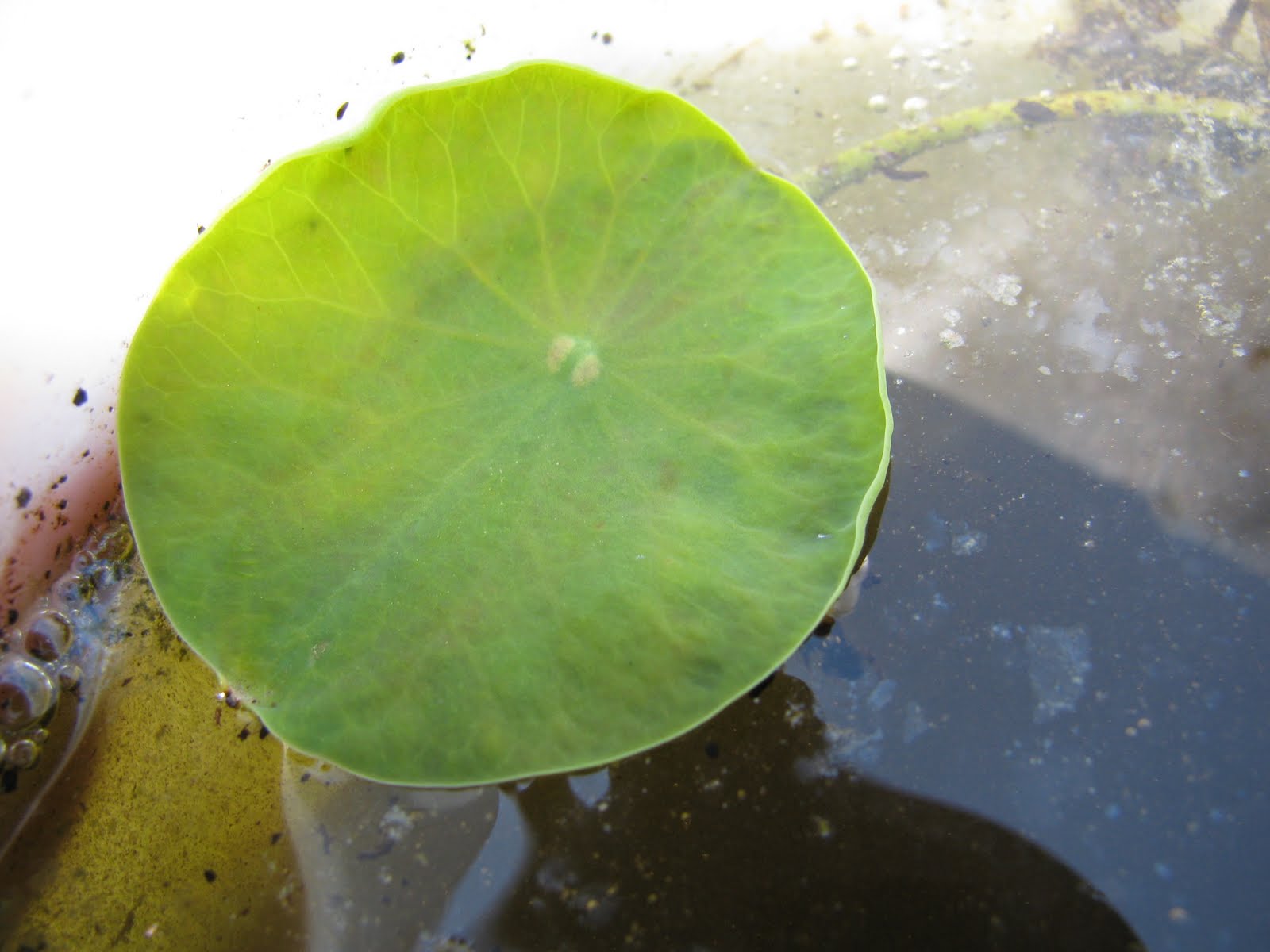 In the Garden How to grow Lotus from seed....step by step!
