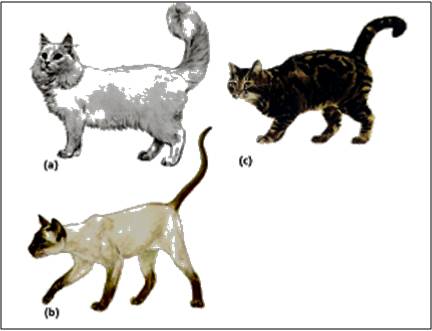 Blog Bu Dila Keanekaragaman Makhluk Hidup