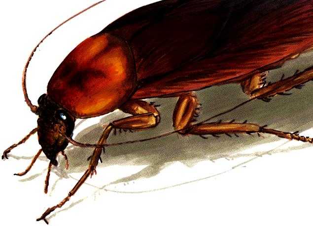A Cockroach