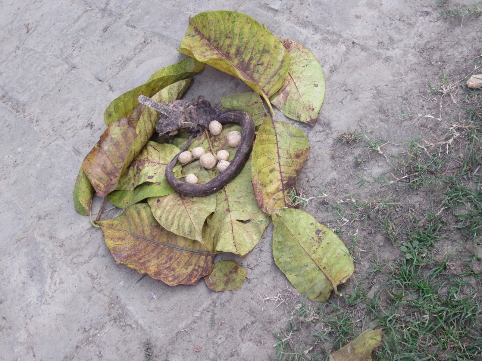 Learning in Mayapur: Indian King Cobra