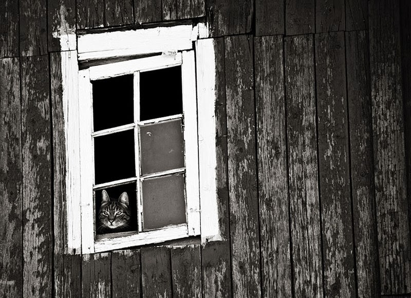melancólicos gatos