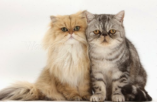 30793-Golden-Chinchilla-Persian-and-Silver-tabby-Exotic-cats-white-background.jpg