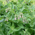 symphytum officinale wikipedia symphytum officinale wikipedia