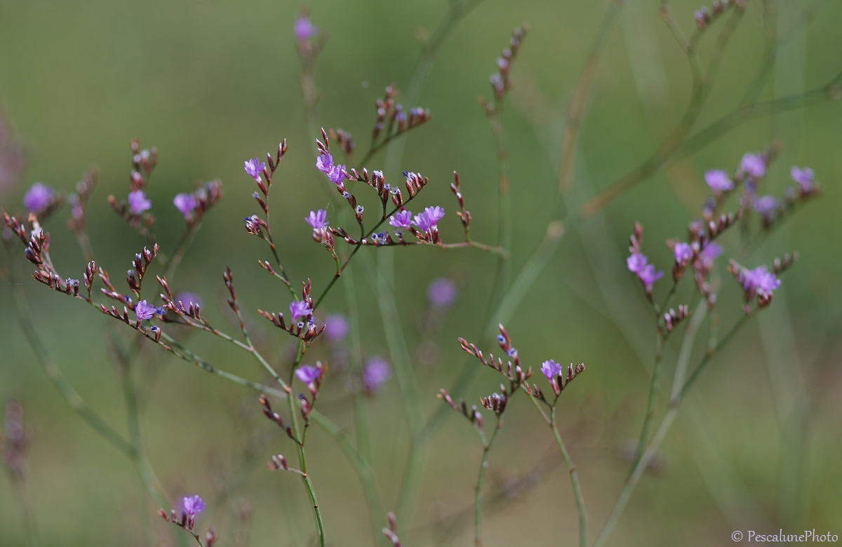 Flore De Camargue Limonium Sp Saladelle Lavande De Mer