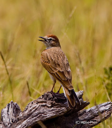 Red-capped Lark