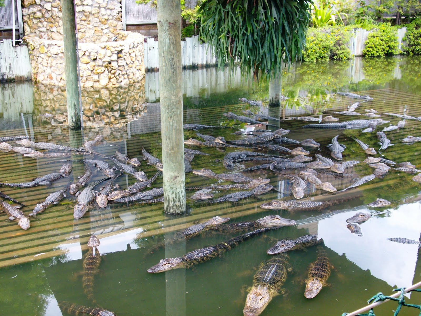 gatorland zoo orlando fl