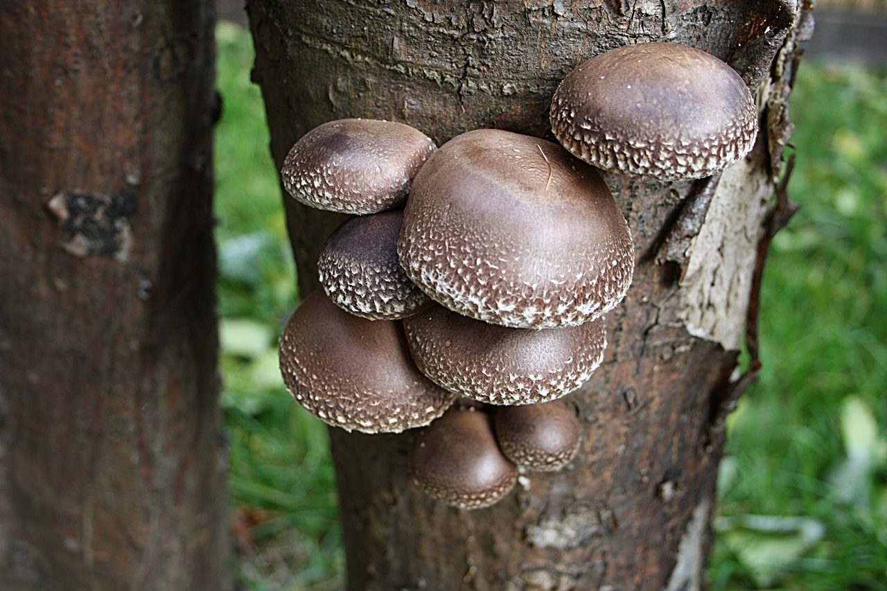 EVA'S WELT Shiitake Pilze