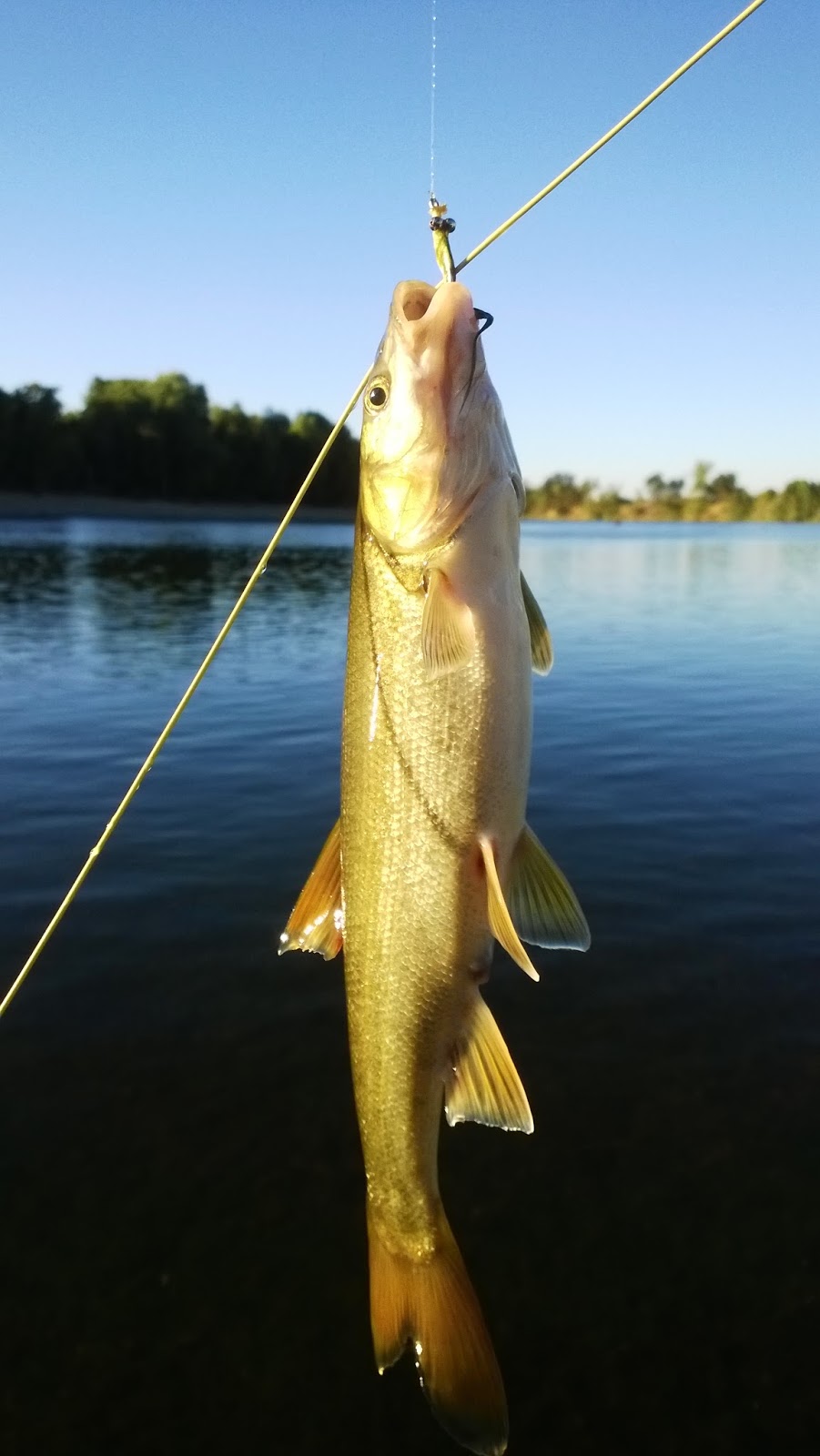 Debunking The Trash Fish of California Keep Calm and Fly Fish