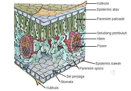 Stroma organel terdapat dan yang tilakoid tumbuhan Kloroplas