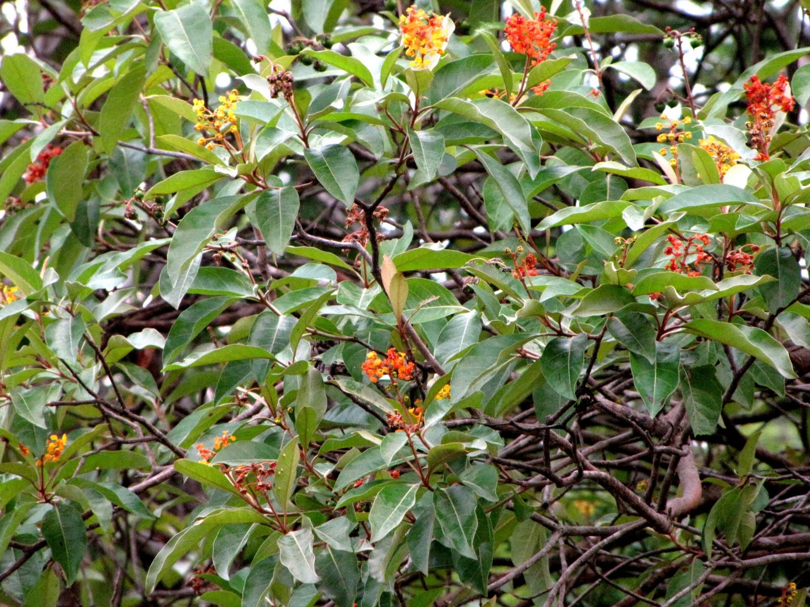 ECOSISTEMAS DE COSTA RICA SABANA ARBOLADA