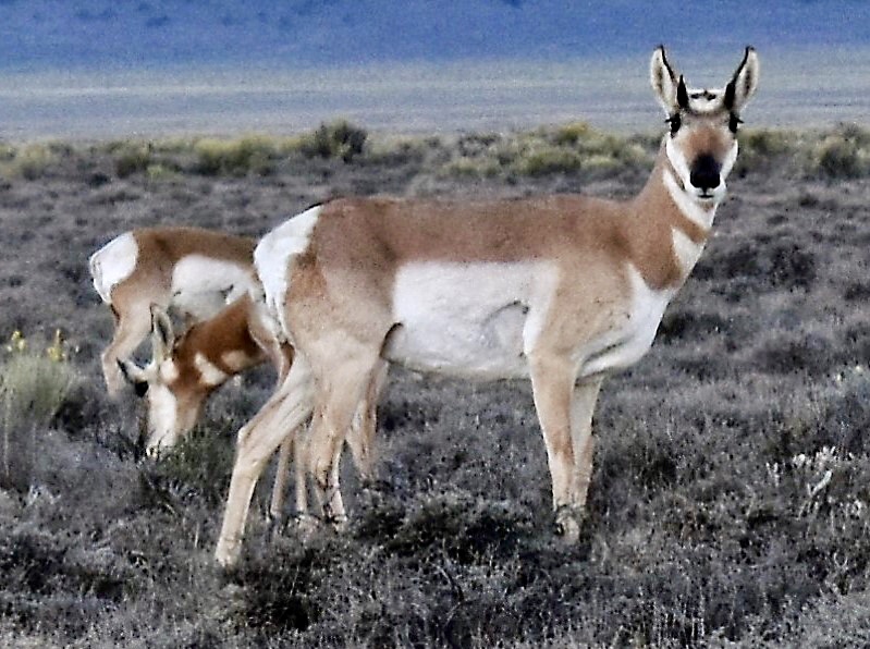 Where the antelope play