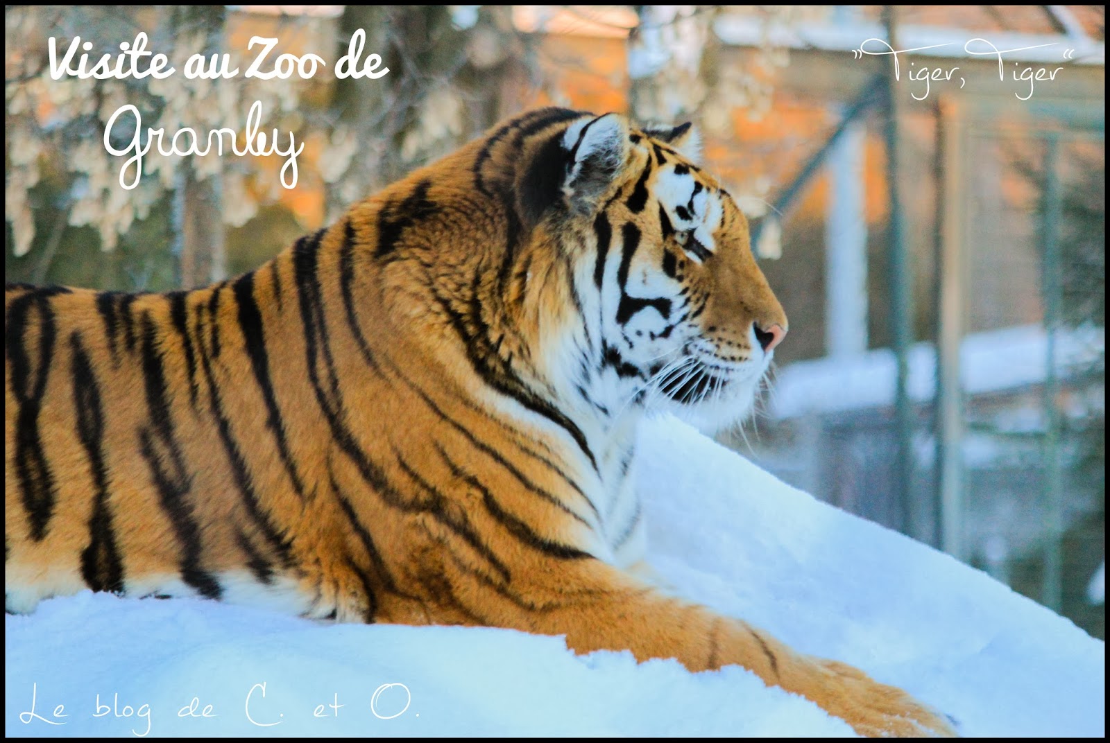 Le blog de C. et O. à Montréal Visite du Zoo de Granby sous la neige
