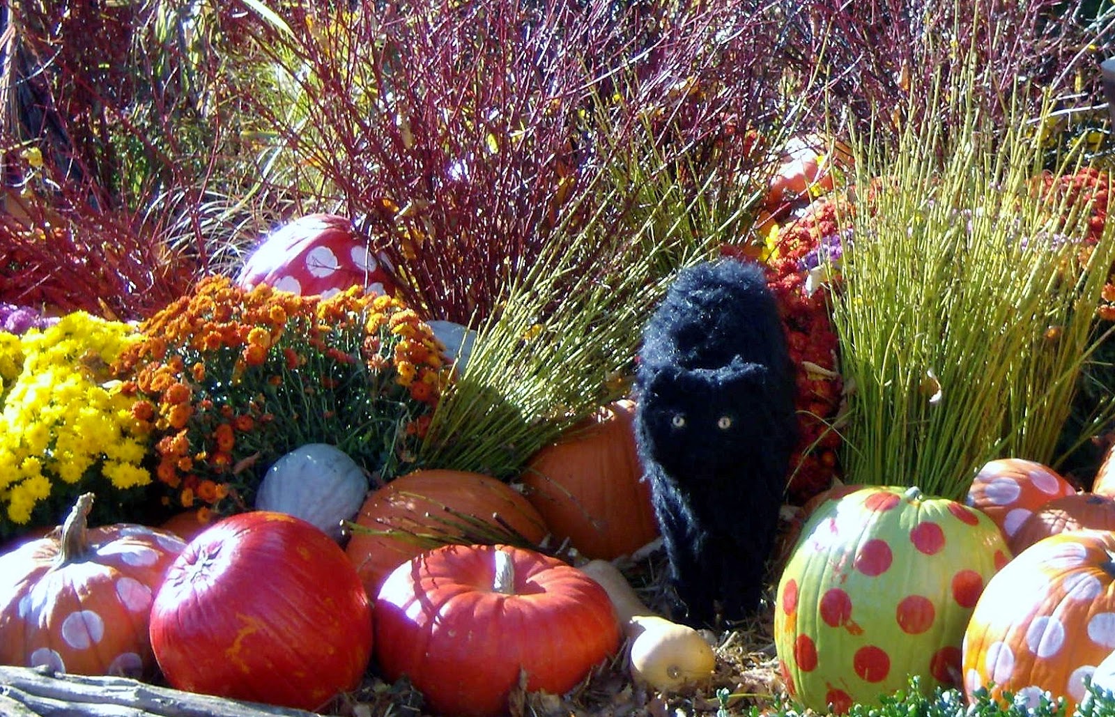 2805 Quebec City Halloween