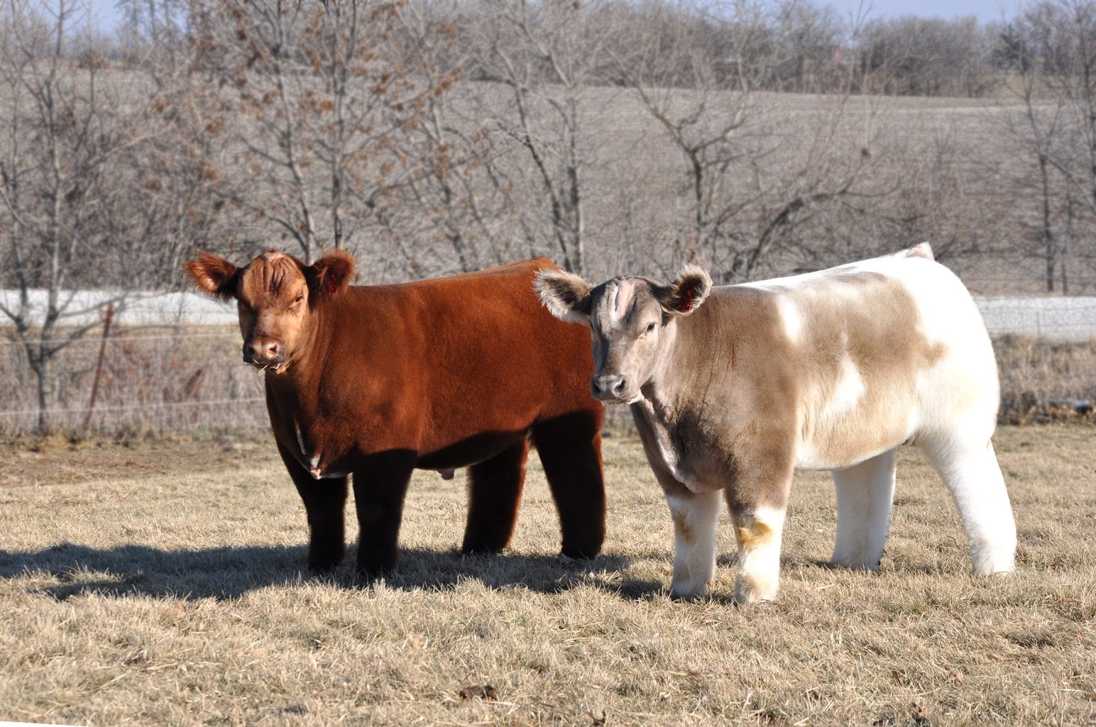 Cows shampooed, conditioned, and blow dried. aww