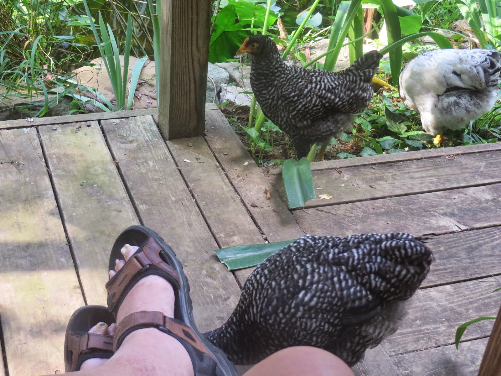 PrunePicker Chickens eat flowers and flower plants!