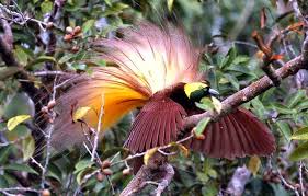 The Bird of Paradisaea