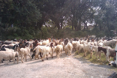 qurbani animal goat image 2013